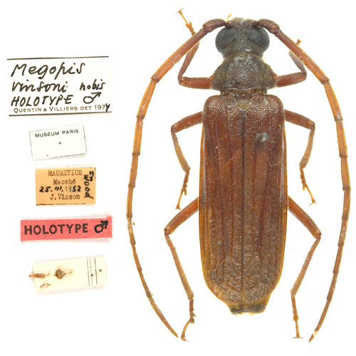 Anthracocentrus arabicus